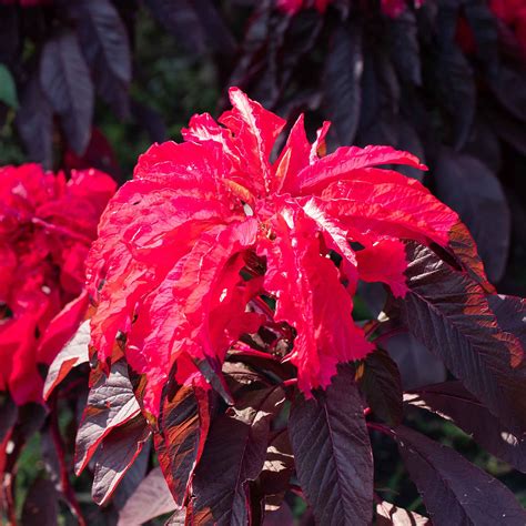 Amaranthus Seeds - Joseph's Coat Early Splendor | Flower Seeds | Eden ...
