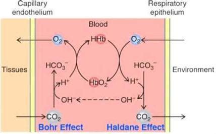 Haldane effect is due to - Brainly.in