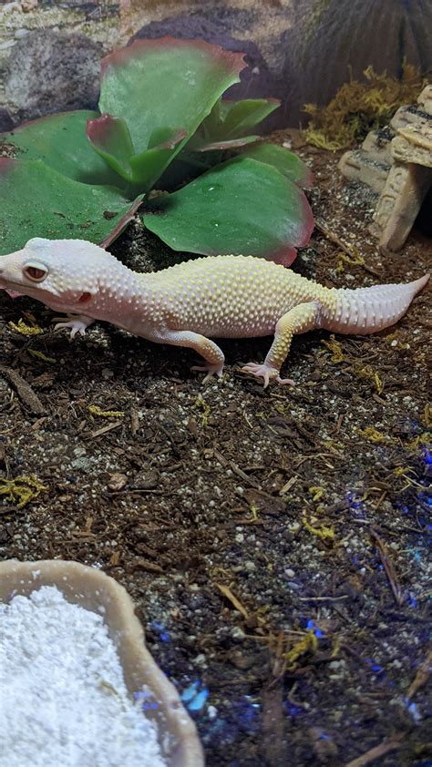 Blazing Banana Blizzard Leopard Gecko