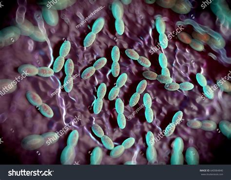 Acetobacter Isolation Process Image 的图像结果