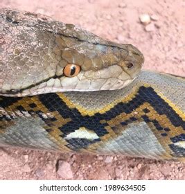 Image result for Are Python's Dangerous