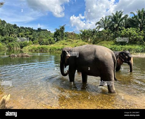 Khao Sok Nationalpark, Thailand. 04th Feb, 2023. Elephants at an elephant conservation center in ...