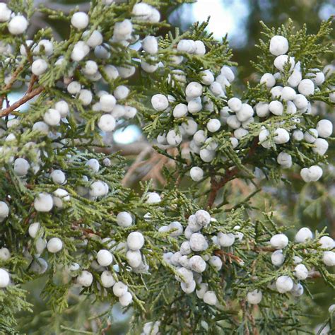Bird food (Juniper berries) | I should have taken a shot of … | Flickr