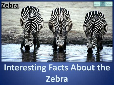 PPT - Interesting Facts About the Zebra PowerPoint Presentation, free ...