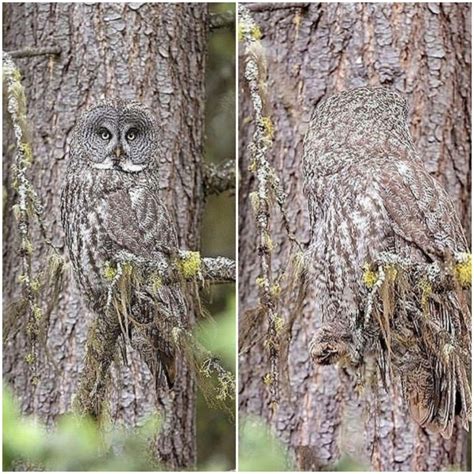 Top 10 Craziest Animals With Camouflage Photos & Video - StarBiz.com
