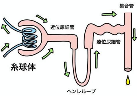 Image result for Colossal Python