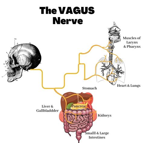The Vagus Nerve: Healing From Trauma - Blossoming Me - Massage & Osteopathy Sydney