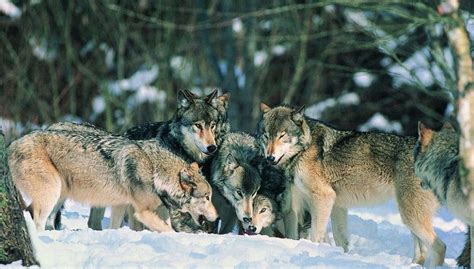 详解狼的社会等级，强悍的群体作战能力，源自稳定的社群结构_百科TA说