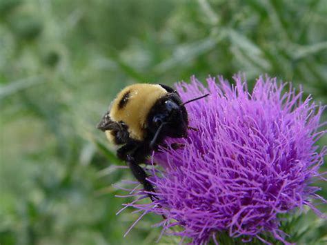 American Bumblebee - Bombus - BugGuide.Net