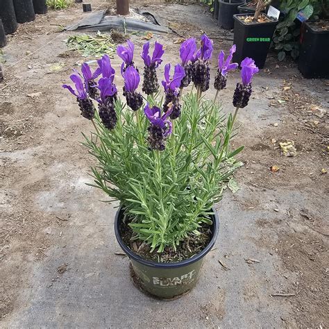 Amazon.com : Lavandula Stoechas Plant, Spanish Lavender, Potted, 10-15 ...