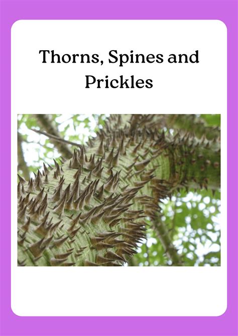 Flashcards: Adaptations in Plants Video Lecture - Science for Class 4