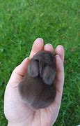 Image result for Chocolate Harlequin Holland Lop