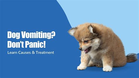 Dog Vomiting Causes, Symptoms & Treatments: Complete Guide for Pet Own ...