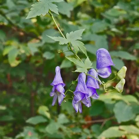 Tojad (toya lub zapaśnik) - pielęgnacja i uprawa rośliny wieloletniej
