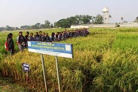 ICAR-NRRI, Cuttack organizes “Rice Walk” | ICAR