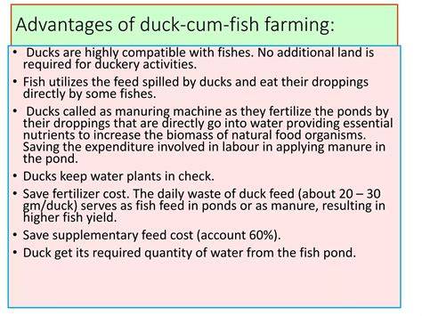 What Fish Eat Duck Poop? The Truth About Pond Cleanup