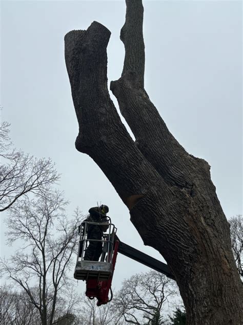 Image result for Monster Tree Removal