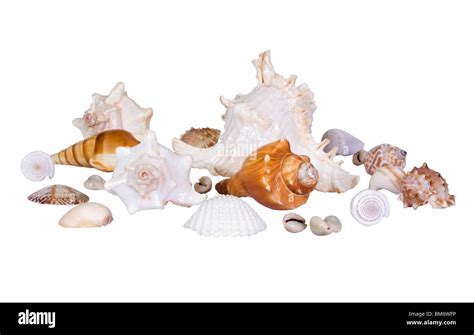 Image result for Hard Sea Shells