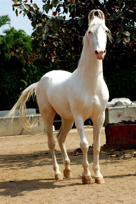 Marwari horse (indigenous horses of india) | Horses, Marwari horses ...