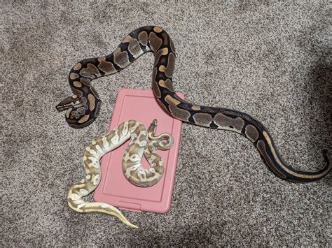 Ball Python Eating Fish 的图像结果