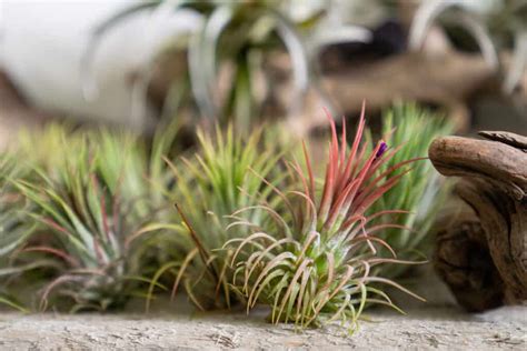 How to Grow Air Plants 的图像结果