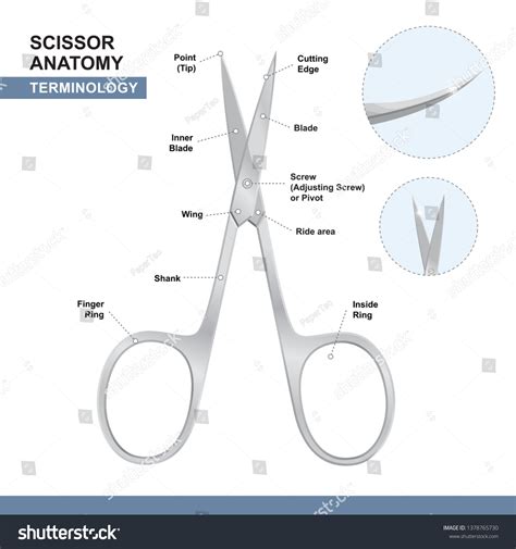 Parts Nail Cutting Shears Terminology Scissors Stock Vector (Royalty ...