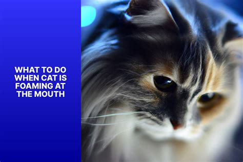 Foaming At The Mouth