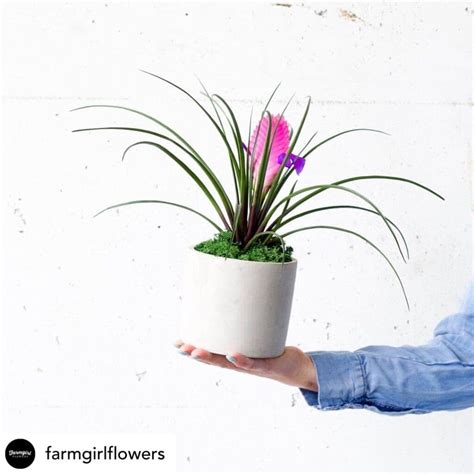 Pink Quill Plant Care: Tips For Thriving Blooms » Simplify Plants