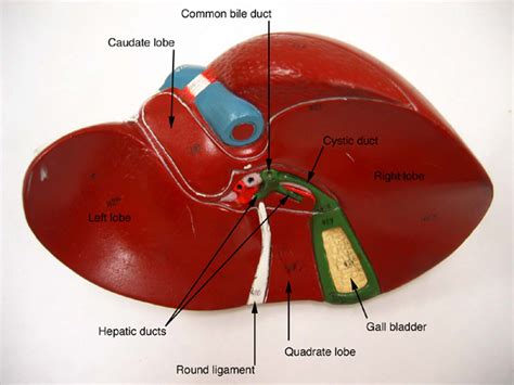 Image result for Liver Models Labeled