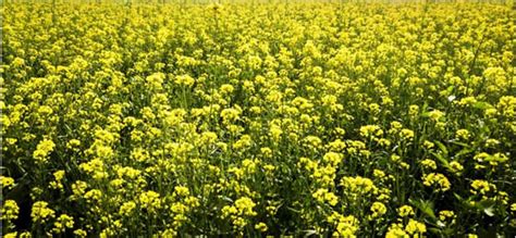 MUSTARD - farming, uses and health benefits - MyKnowledgeBase.in
