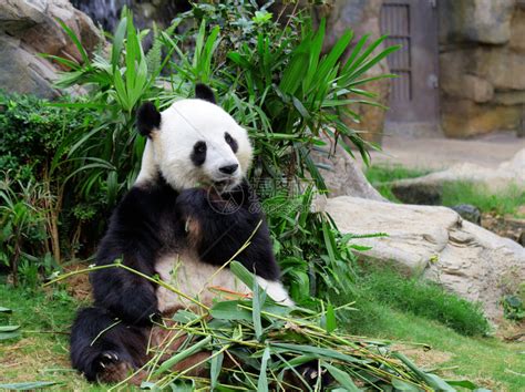 熊猫吃竹子高清图片下载-正版图片503258382-摄图网