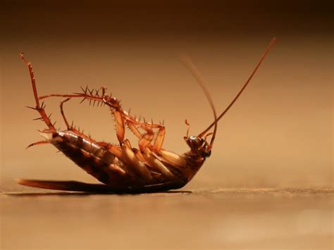 Cockroach Pest Control 的图像结果