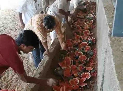 In the sweltering heat of the summer, at the Jai Hanuman Gaushala in ...