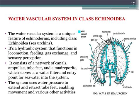WATER VASCULAR SYSTEM IN ECHINODERMATA-1.pptx
