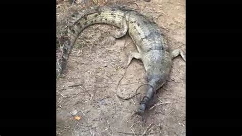 Gharial rescued from Muktsar may have swept downstream from Harike: Experts