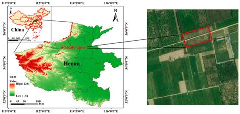 Thinning vs. Pruning: Impacts on Sap Flow Density and Water Use ...