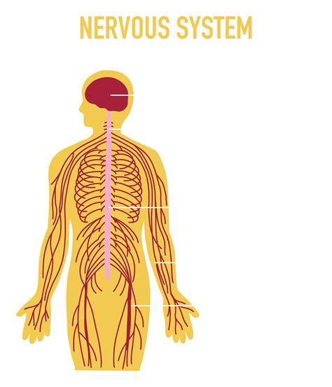 Illustration of Human Nervous System 23545811 PNG