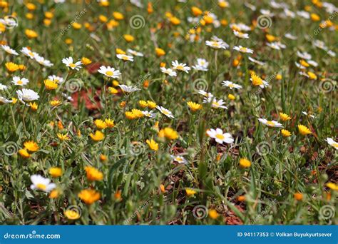 Yellow and white daisies stock image. Image of garden - 94117353