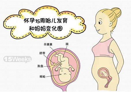 懷孕第15周胎兒圖，懷孕15周孕媽應注意什麼 - 壹讀