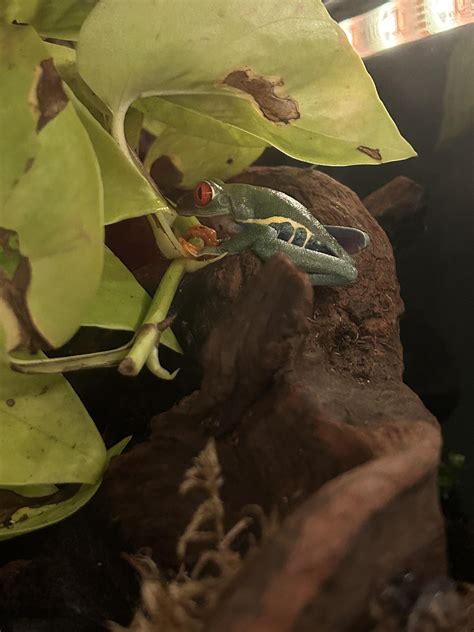 Welcome Frodo and Samwise : r/frogs