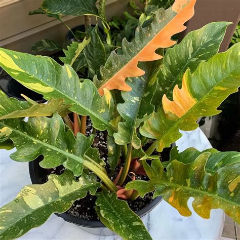 76 Types of Philodendron to Grow Indoors (With Photos)