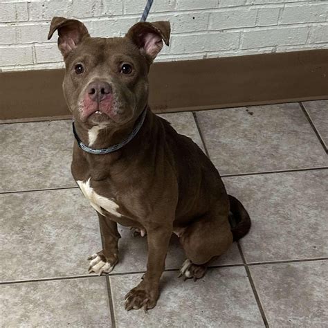 Cedar Bend Humane Society | Adopt a Dog