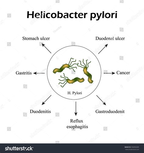 Does Boiling Water Kill H Pylori Bacteria at Larry Childs blog