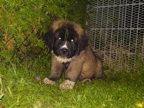 Seltenheit Germanische Baerenhund Welpen in Zahrensdorf | Tiere ...