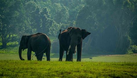 Karnataka: The state plans to de-notify forest land even as it sets ...