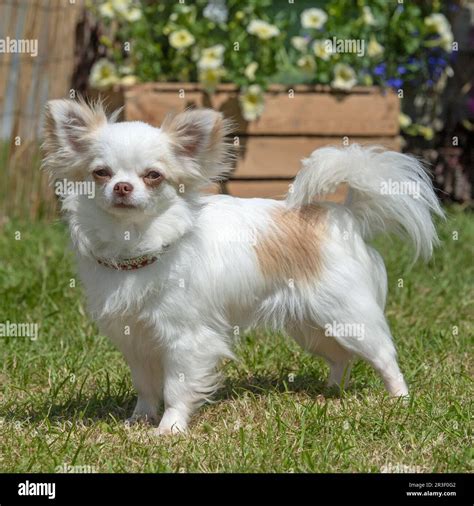 White Long Haired Chihuahua