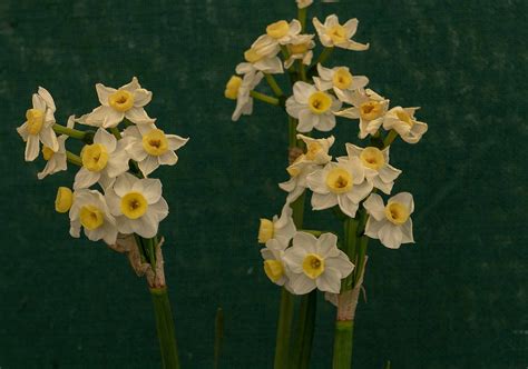 When Do Daffodils Bloom? Discover Peak Season by Zone - A-Z Animals