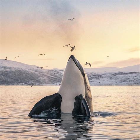 Where To Swim With Orcas at James Mansell blog - where to see orcas in the wild