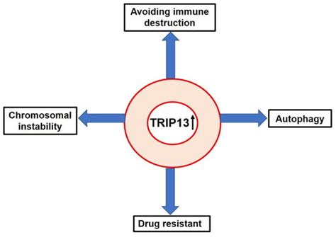 Targeting Thyroid Hormone Receptor Interacting Protein (TRIP13) for ...