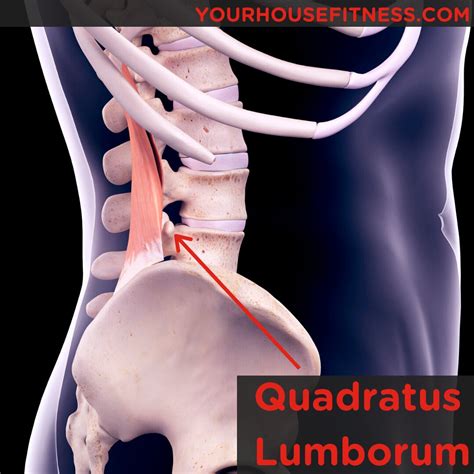 Muscle Breakdown: Quadratus Lumborum